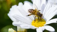 Picadura de abeja: ¿Qué hacer si sufro este accidente?