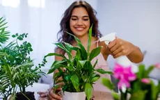 5 plantas para purificar el aire de tu casa, según la NASA - Noticias de nasa