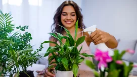 Plantas carnívoras: ¿cómo se alimentan y qué cuidados necesitan?