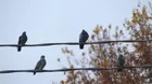 ¿Por qué las palomas no se electrocutan en los cables eléctricos? 