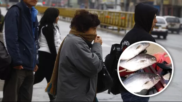 ¿De dónde proviene el olor a pescado en las madrugadas y mañanas de Lima? (Fotos: Andina)