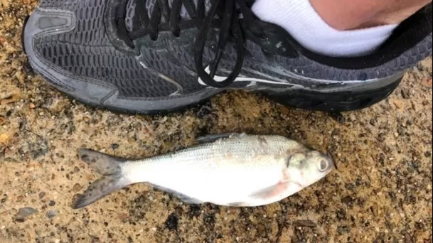 Lluvia de peces registrada en Texas, 2021.