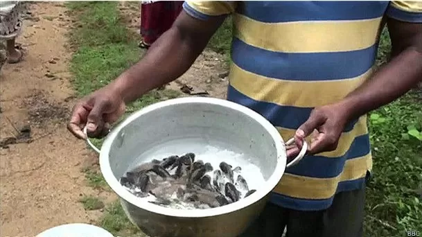 Lluvia de peces ocurrido en el pueblo de Sri Lanka, 2014.