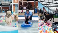 Primer parque acuático para perros: ¿Dónde está y cuánto cuesta?