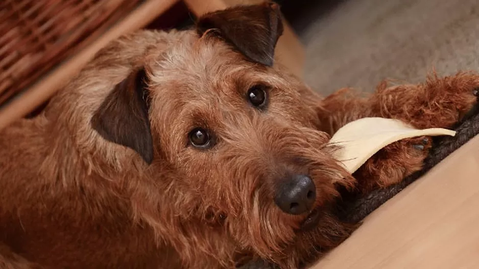 Los alimentos que jamás debe comer tu perrito