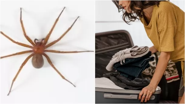 Araña violinista o casera es uno de los arácnidos más peligrosos que pueden aparecen en casa. Araña violinista o casera es uno de los arácnidos más peligrosos que pueden aparecen en casa.