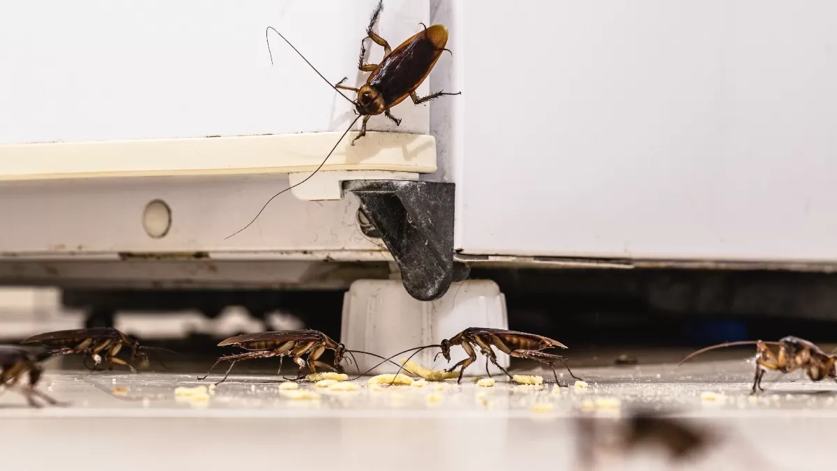 Cucaracha rubia o roja son las especies más comunes en los hogares.