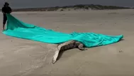 ¿Por qué apareció un enorme cocodrilo en una playa de Tumbes?