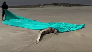 Lo que se sabe del cocodrilo que apareció en las playas de Tumbes