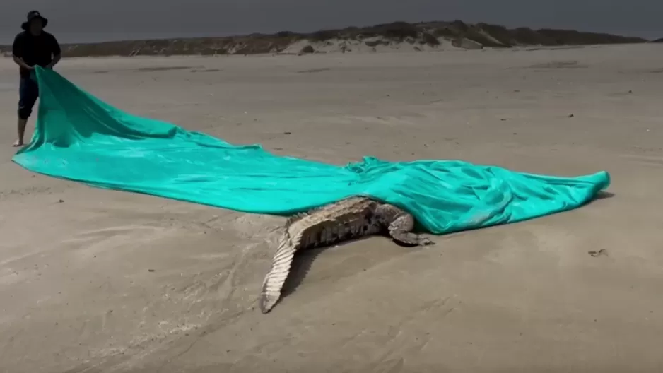 Lo que se sabe del cocodrilo que apareció en las playas de Tumbes