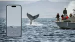 Avistamiento de ballenas en Perú: ¿Por qué aparecieron en playas y norte del país?