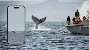 Avistamiento de ballenas en Perú: ¿Por qué aparecieron en playas y norte del país?