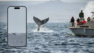 Avistamiento de ballenas en Perú: ¿Por qué aparecieron en playas y norte del país?
