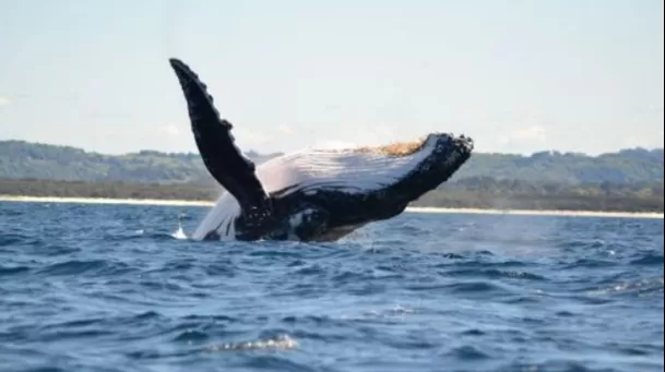 Ballenas jorobas en Perú. (Foto: Agencia Andina) Ballenas jorobas en Perú. (Foto: Agencia Andina)