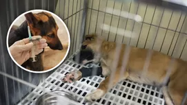 ¿Cómo saber si un perro tiene rabia después de morder?