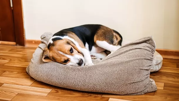 Signos de resfriado o problemas al alimentarse puede ser el inicio del distemper canino.