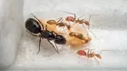 ¿Qué pasa cuando una hormiga reina muere?