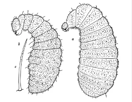 El cuerpo de una larva (Foto: Quora.com)