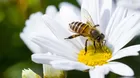 ¿Qué es lo que debes hacer si te pica una abeja?