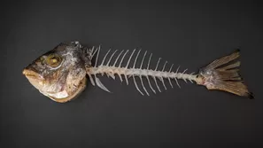 Es importante que sepas como actuar en estos casos