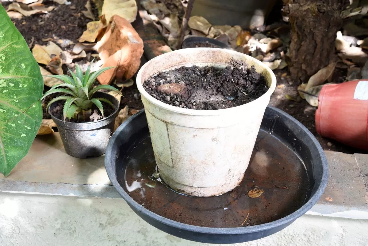 El agua estancada en recipienes es el lugar predilento para que los mosquitos con dengue pongan huevos.