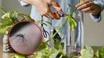 ¿Al mosquito que causa el dengue le gusta el agua sucia o agua limpia?