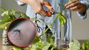¿Al mosquito que causa el dengue le gusta el agua sucia o agua limpia?