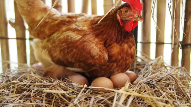 El color del huevo depende de la raza de la gallina