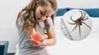 ¿A qué órgano ataca la mordedura de araña en niños y adultos?