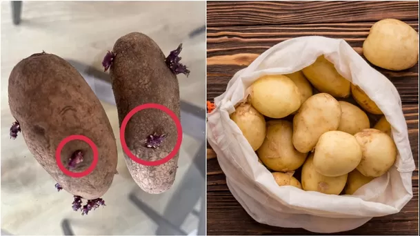 Germinación de la papa. (Foto: ÚtileInteresante.pe)