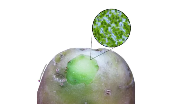 El color verde en la papa indica la presencia de un compuesto tóxico. (Foto: Gominolas de petróleo)