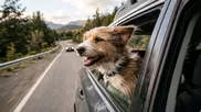 Descubre por qué tu perrito saca su cabeza por la ventana del auto