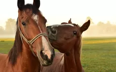 Los significados positivos de soñar con un caballo - Noticias de los-malulos
