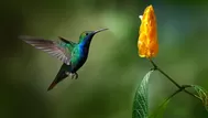 ¿Qué significa soñar con un colibrí de colores?