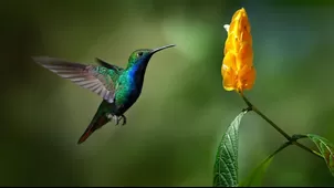 Los significados de soñar con un colibrí
