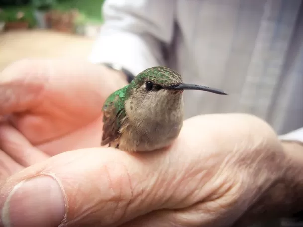 El significado de ver en tus sueños a un colibrí en tu mano