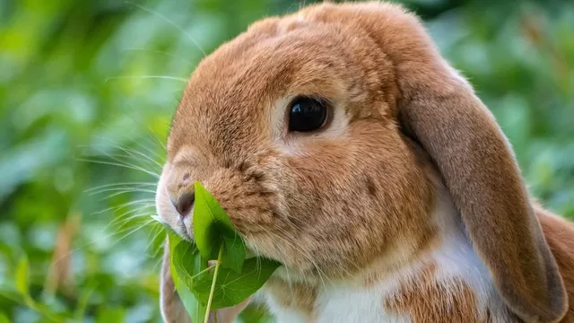 Los distintos significados de soñar con conejitos