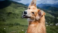 ¿Qué significa soñar con mi perrito fallecido?