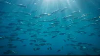 El significado de soñar con peces en abundancia