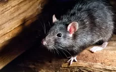 ¿Qué significa soñar con ratas vivas y grandes? - Noticias de elvis-vergara