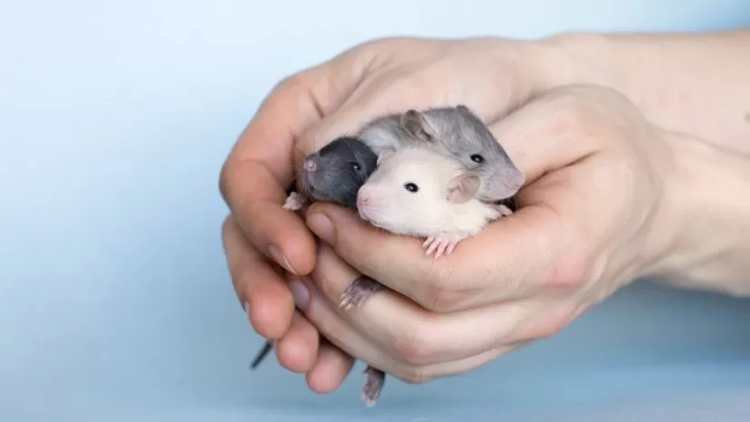 ¿Qué significa soñar con ratas y roedores según los psicólogos?