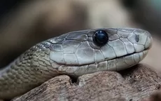 ¿Cuál es el significado de soñar con serpientes? - Noticias de serpiente