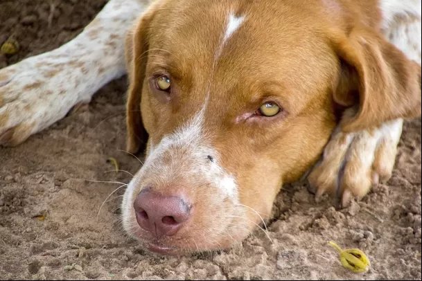 Soñar con un perro lastimado