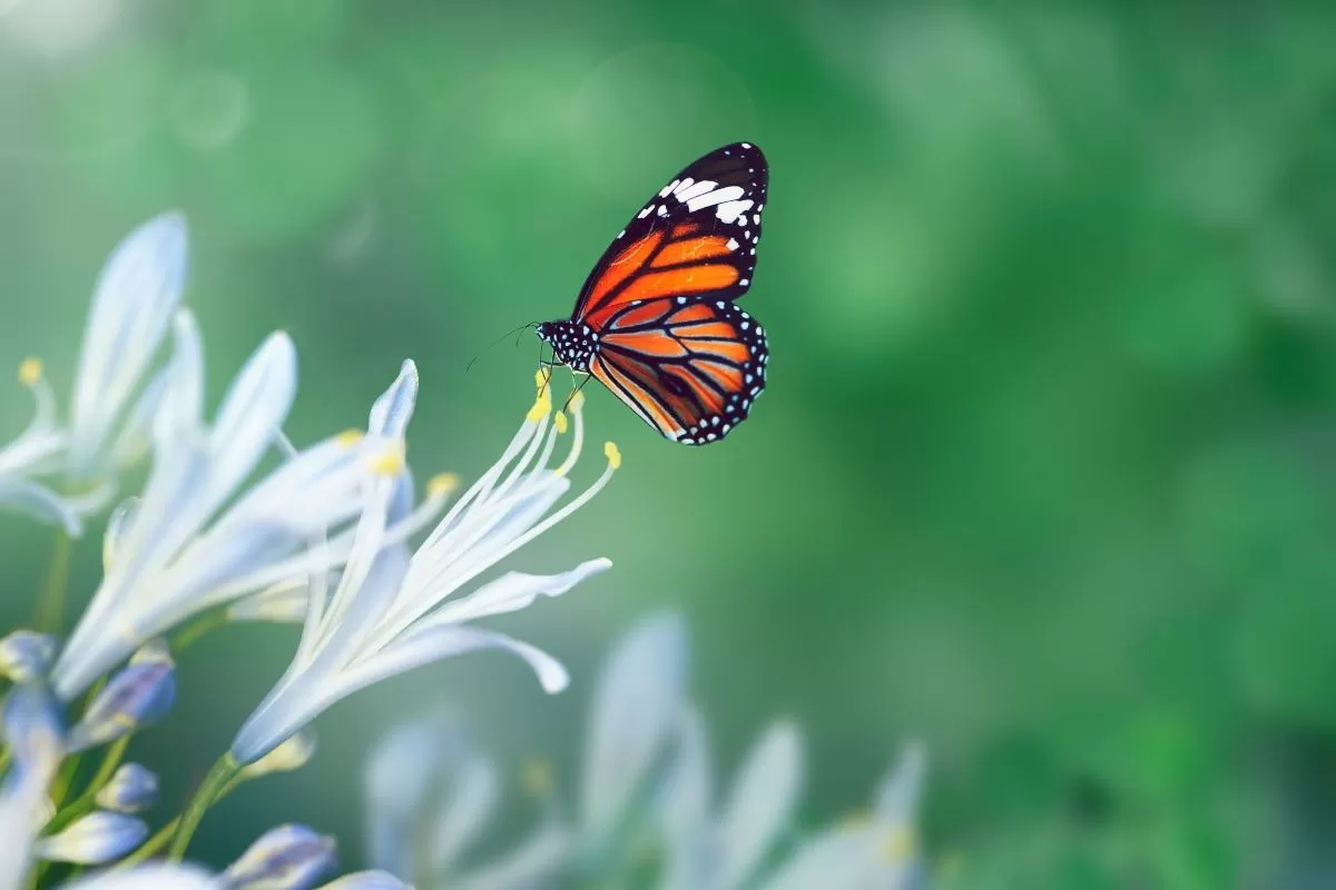 Las mariposas que ves no están ahí por casualidad