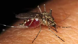 Descubre por qué los mosquitos solo te pican a ti y no a los demás