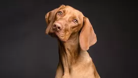 Tips para calmar y proteger a mi perro de los pirotécnicos