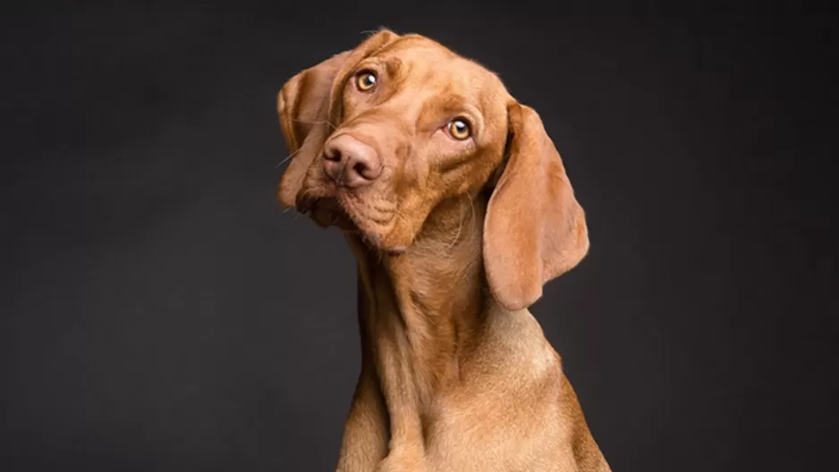 Entérate que dicen los especialistas en perros sobre este tierno gesto