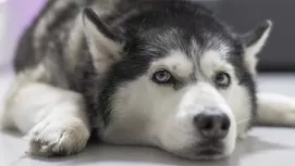 ¿Por qué tu perro mueve la cabeza cuando le hablas?