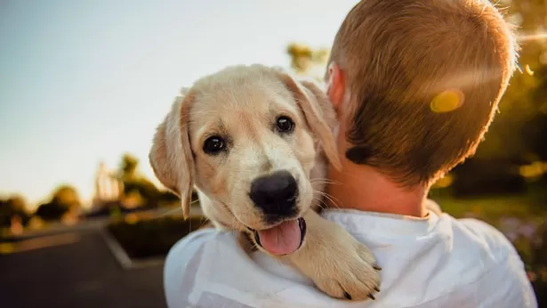 Las razones por las que tu perro te sigue a todos lados