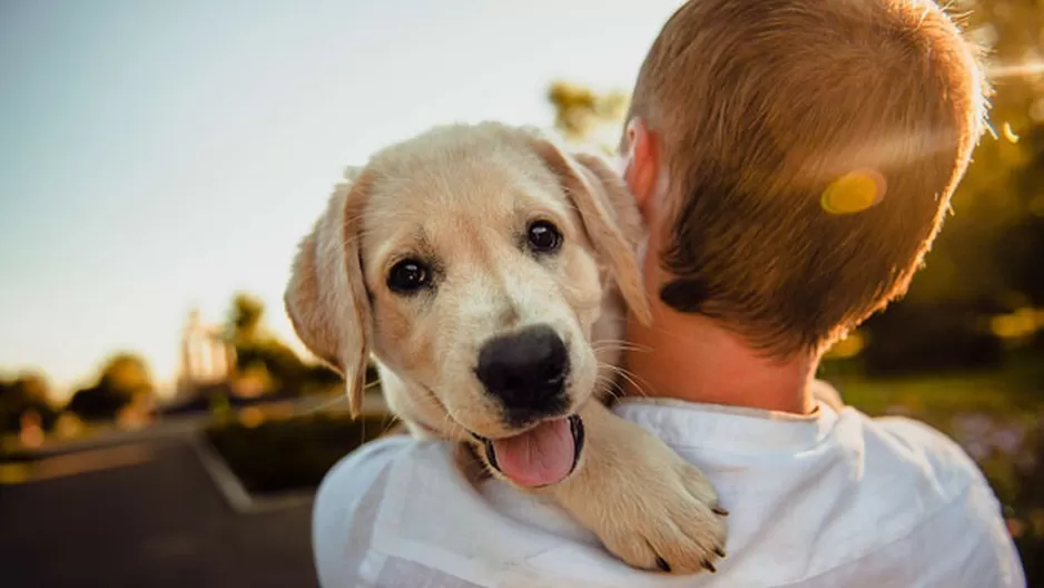 Las razones por las que tu perro te sigue a todos lados